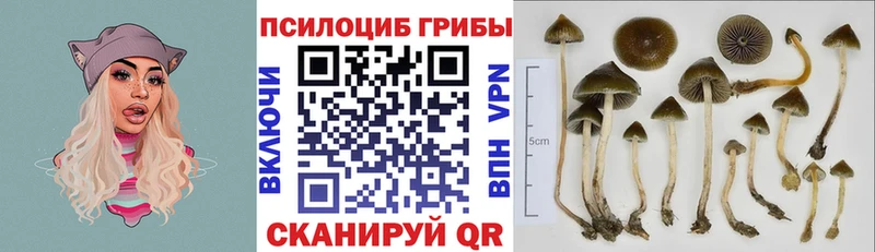Купить закладки  Тетюши  Галлюциногенные грибы Psilocybe 